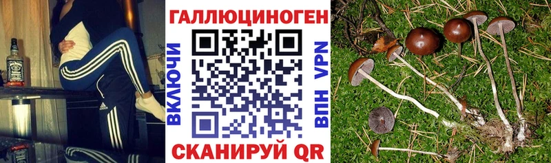 Псилоцибиновые грибы Psilocybe  Балашиха 